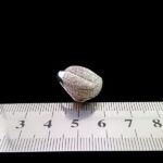 حلقه نقره زنانه طرح جواهری سریرا - Image 2