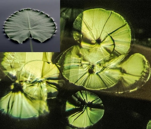 تشخیص سنگ زبرجد اصل با ساختار لی لی پد